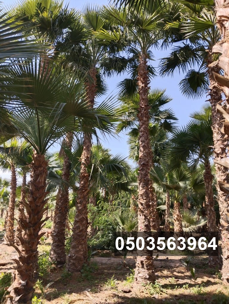 مقاول شبوك ونخيل 0503563964