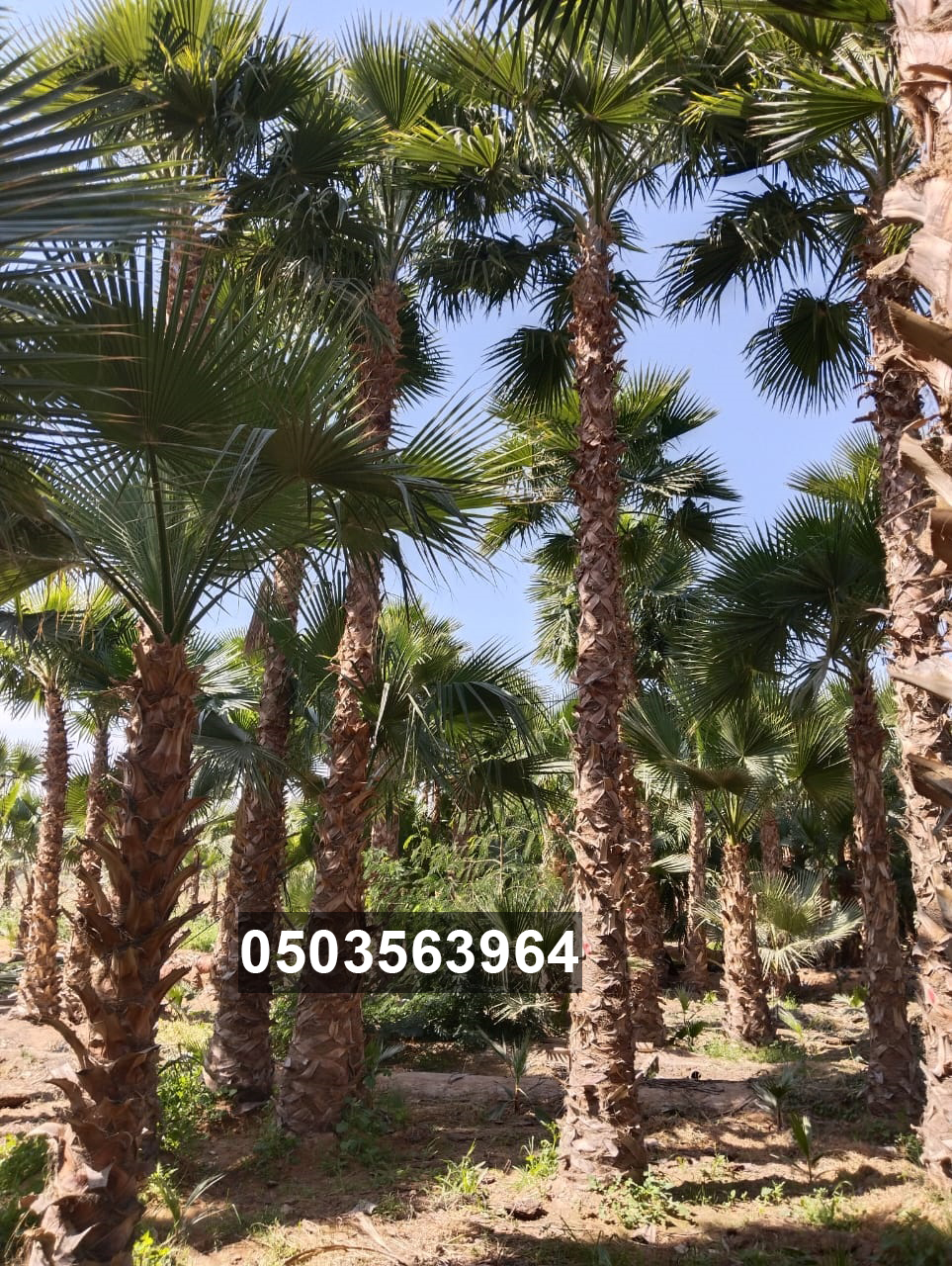 مقاول شبوك ونخيل 0503563964