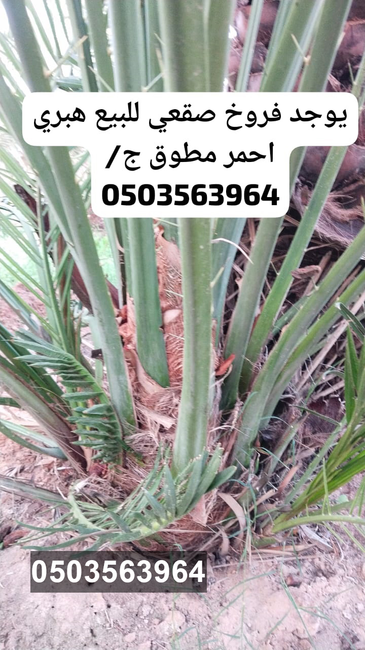 مقاول شبوك ونخيل 0503563964