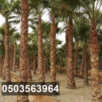 مقاول شبوك ونخيل 0503563964